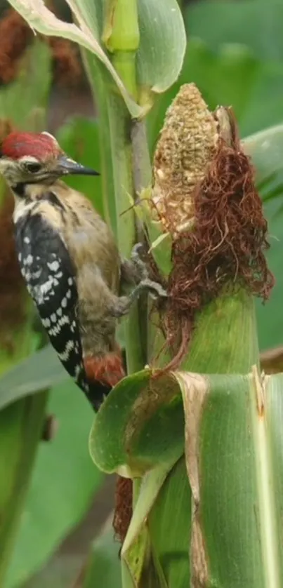 Woodpecker perched on a corn stalk with vibrant green leaves.