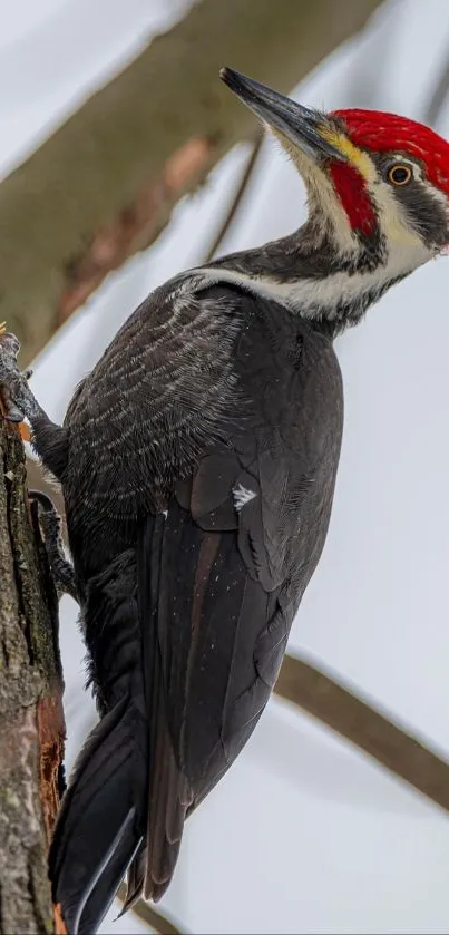 A vibrant woodpecker with red head perched on a tree trunk.