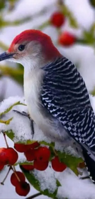 Red-capped woodpecker perched on snowy berries.