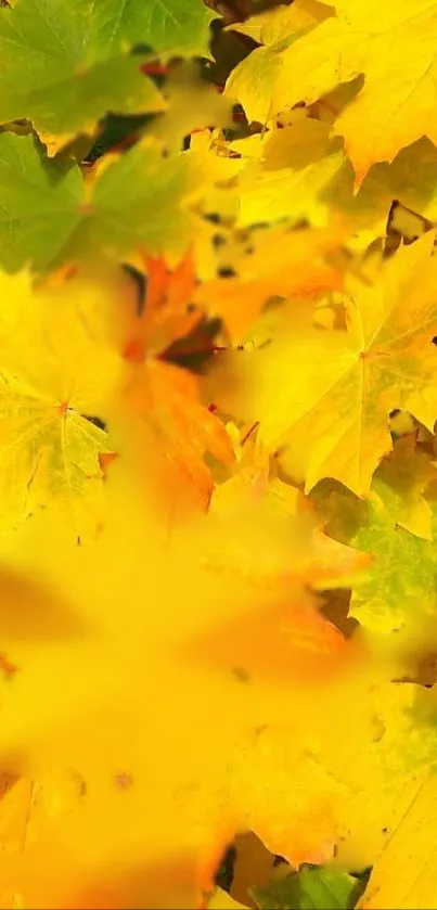 Close-up of vibrant yellow autumn leaves.