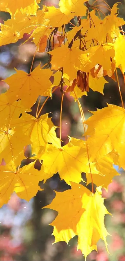 Bright yellow autumn leaves with blurred background.