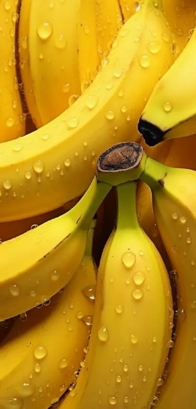 Close-up of yellow bananas with dew droplets on a mobile wallpaper.