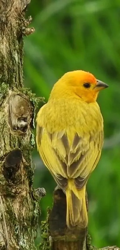 Yellow bird perched on a tree branch with a green background.