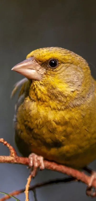 Vibrant yellow bird perched on a branch in serene setting.