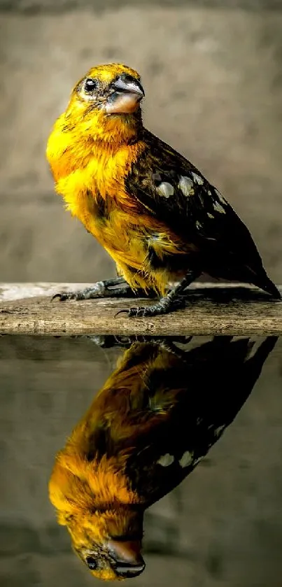 Yellow bird reflection in water with a stone background.