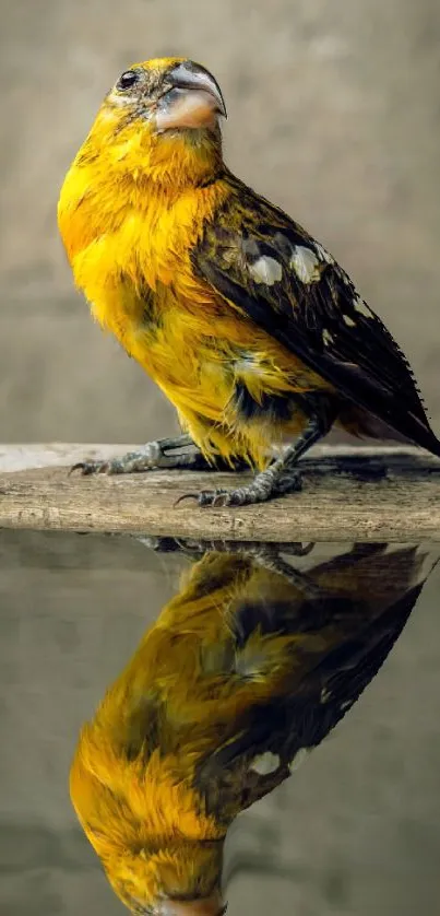 Vibrant yellow bird with reflection on water, set against a natural backdrop.