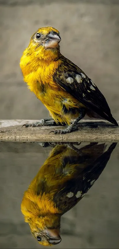 Vibrant yellow bird with reflection over water.