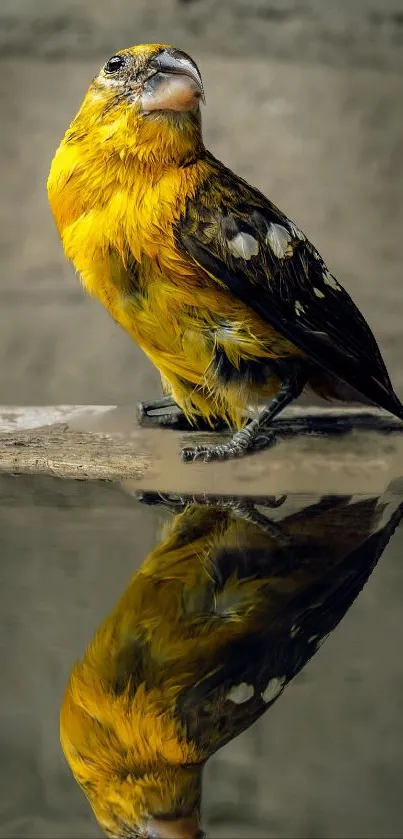 A vibrant yellow bird with reflection in water on a natural background.