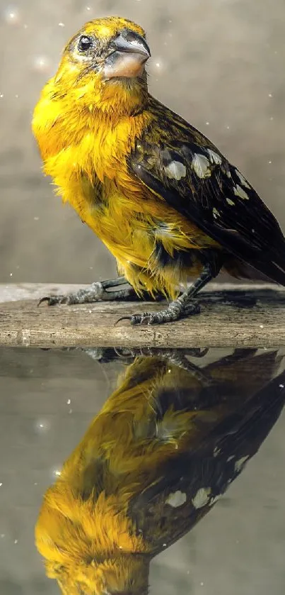 Vibrant yellow bird with reflection on calm water surface.