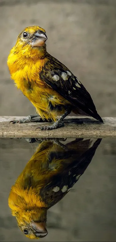 Yellow bird with reflection on water surface in a serene nature setting.