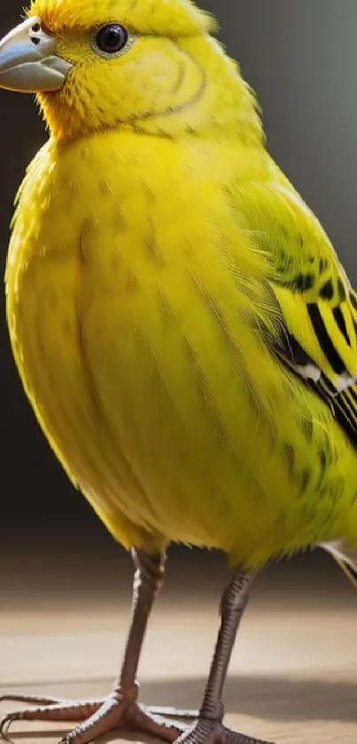 Vibrant yellow bird on a wooden surface, perfect for mobile wallpaper.