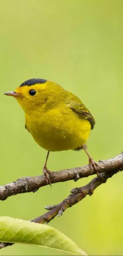 Yellow bird perched on a branch in a green backdrop.