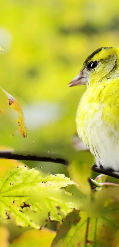 Yellow finch on branch with green leaves.