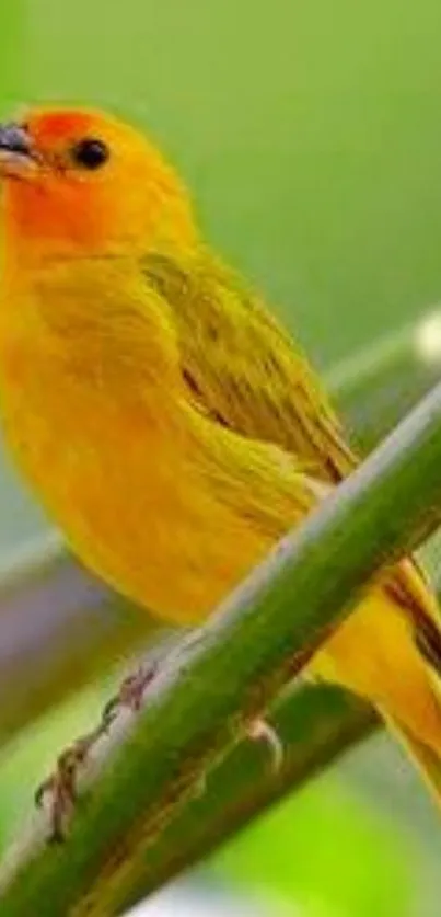 Vibrant yellow bird perched on a green branch.