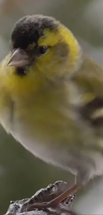 Close-up of a vibrant yellow bird perched on a branch.