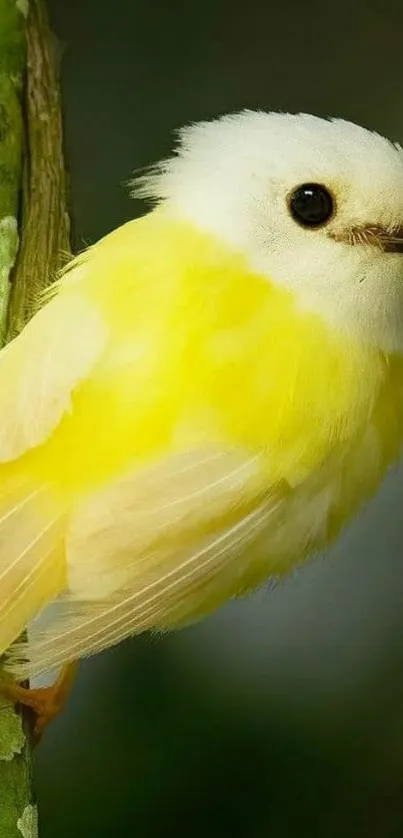 Close-up of a vibrant yellow bird perched on a branch.