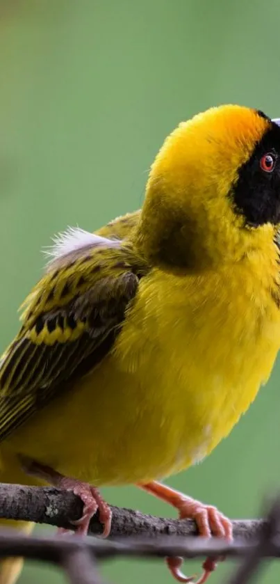 Yellow bird perched on branch in nature.