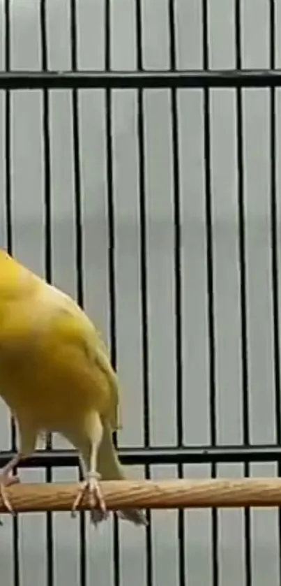 Vibrant yellow canary in a black barred cage.