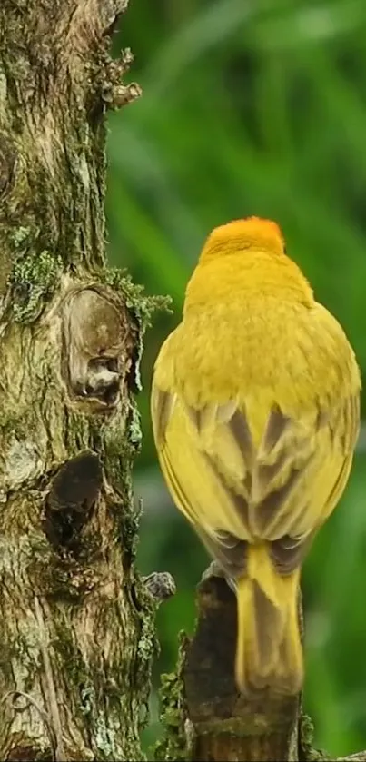 Yellow bird perched on a tree with green background.