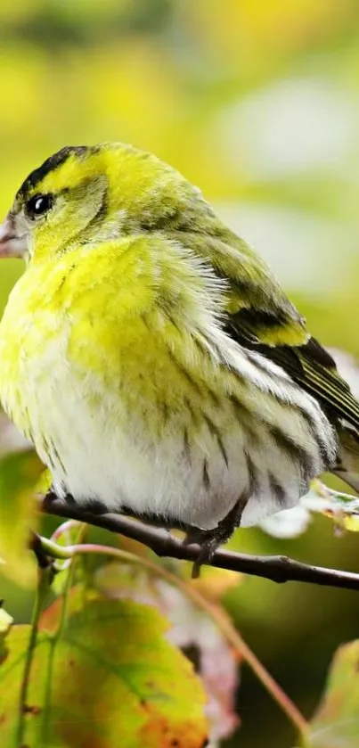 A vibrant yellow bird perched on a branch with lush green leaves.