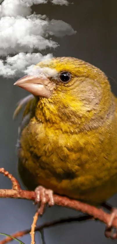 A European Greenfinch perched on a branch, vibrant in yellow and green hues.
