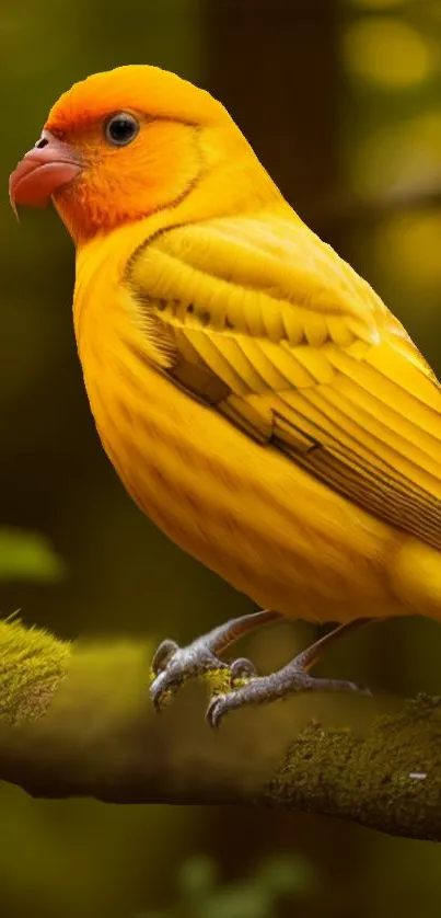 Vibrant yellow bird perched in a serene forest setting.