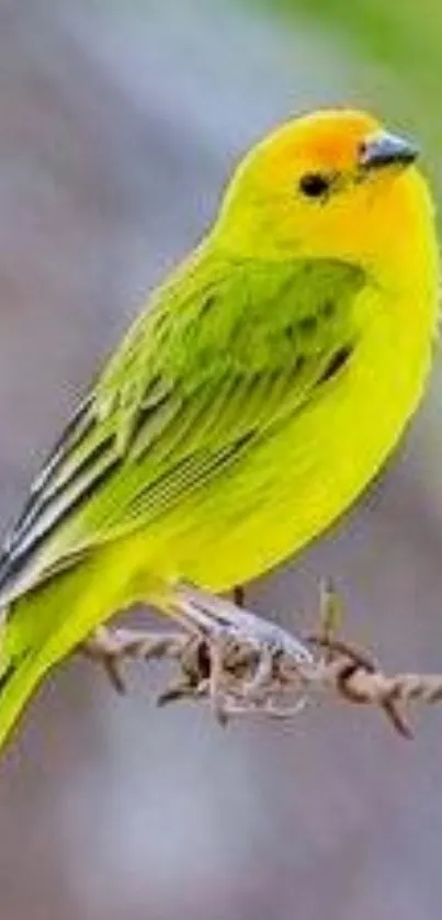 Vibrant yellow bird perched on a branch, ideal for mobile wallpaper.