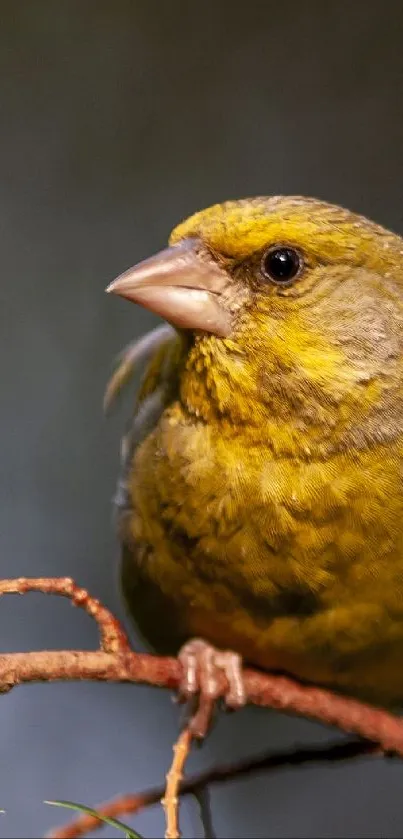 Yellow bird perched on a branch, vibrant nature wallpaper.