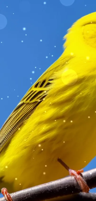 A vibrant yellow bird against a clear blue sky.