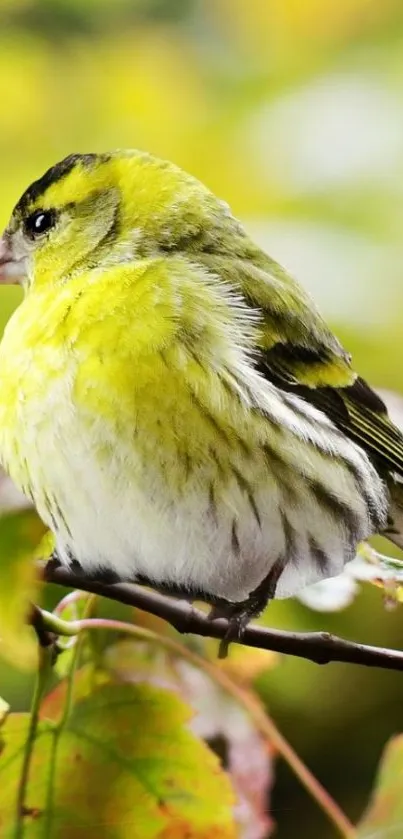 Yellow bird perched amid green leaves, vibrant mobile wallpaper.