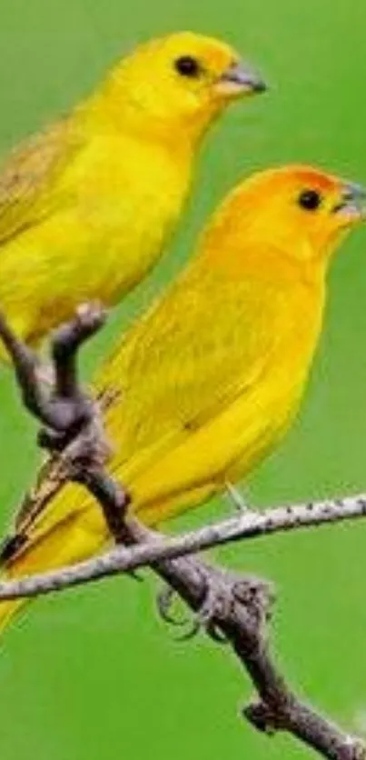 Two yellow birds perched on branches.