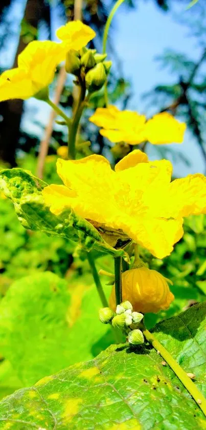 Bright yellow flower and green leaves in nature wallpaper.