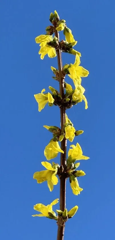 Yellow blossom on a clear blue sky background.