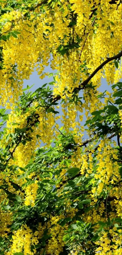 Vibrant yellow blossoms against a bright sky and green leaves.