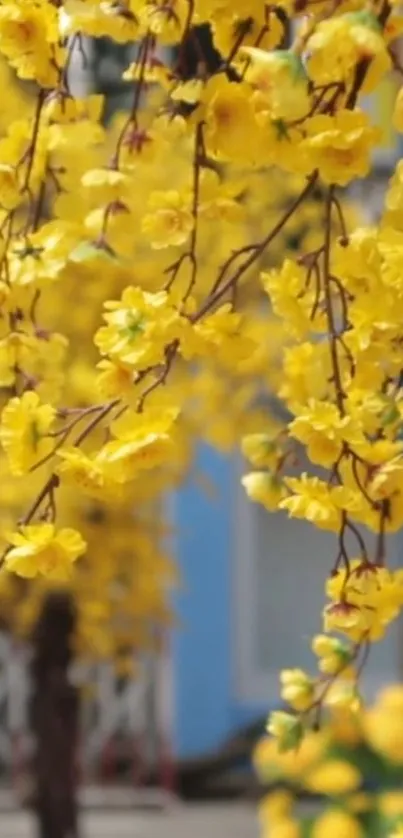 Vibrant yellow blossoms with a blue backdrop on phone wallpaper.