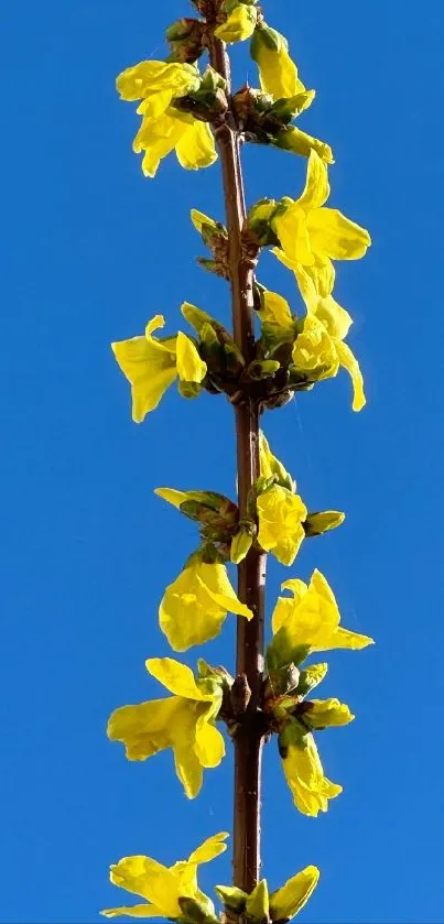 Bright yellow blossoms on a branch under a clear blue sky.