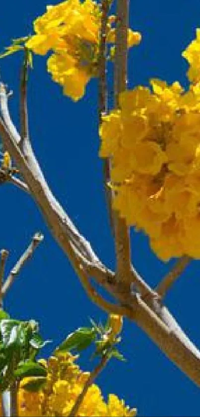 Vibrant yellow blossoms on tree branches against a blue sky.