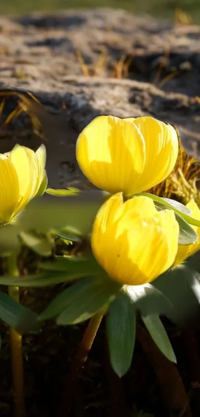 Close-up of vibrant yellow blossoms in nature.