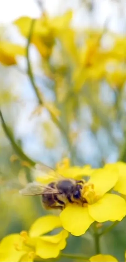 Bee on vibrant yellow blossoms, close-up view.