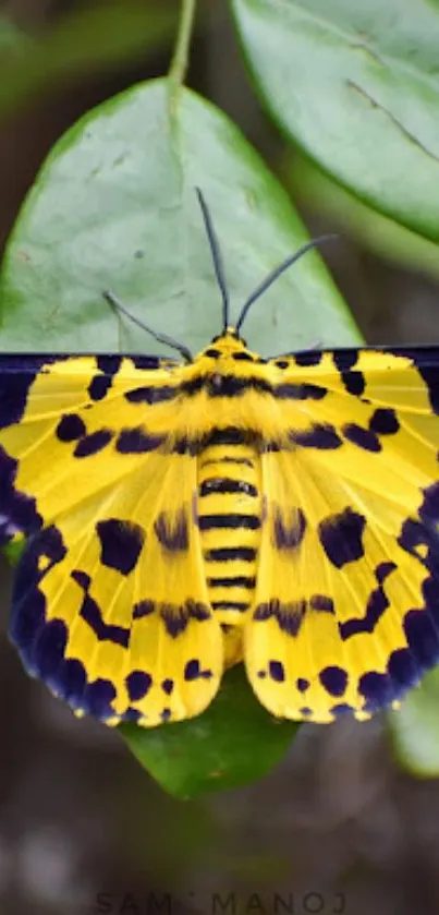 Yellow butterfly with black spots on green leaves.