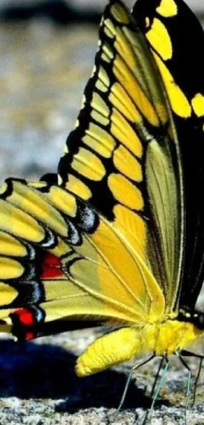 Close-up of a vibrant yellow butterfly standing on a textured surface.