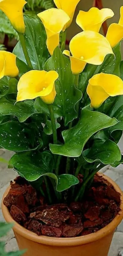 Beautiful yellow calla lilies in a terracotta pot.