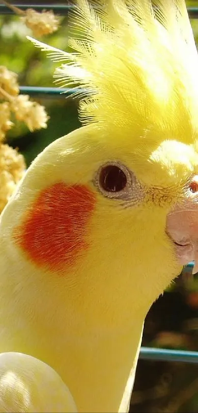 Bright yellow cockatiel in a cage with vibrant feathers.