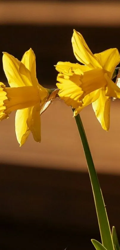 Vibrant daffodil blossoms in sunlight, perfect for phone wallpaper.