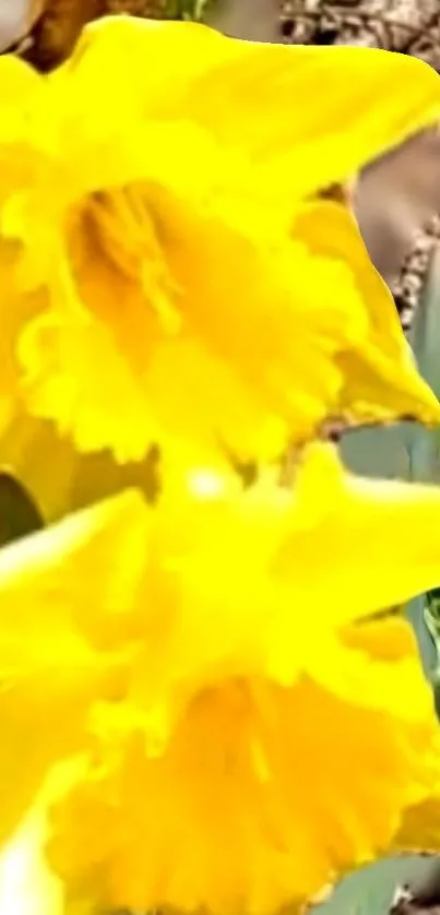 Vibrant yellow daffodils blooming brightly in the sunlight.