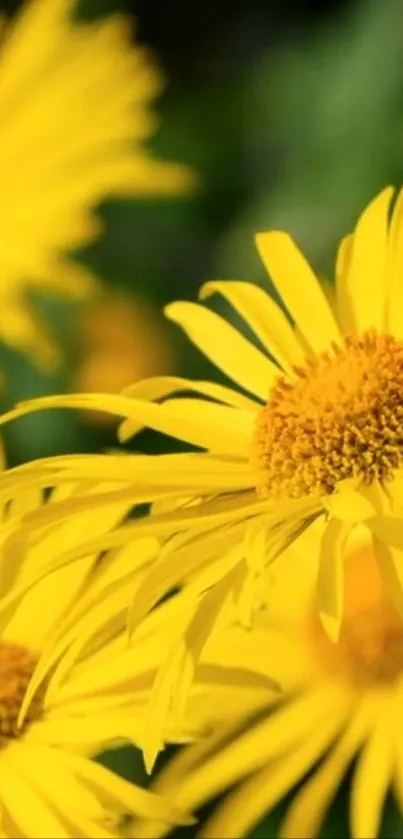 Yellow daisies with bright petals in a vibrant nature background.