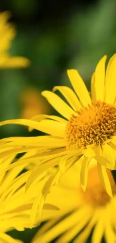 Vibrant yellow daisies in full bloom against a natural background.