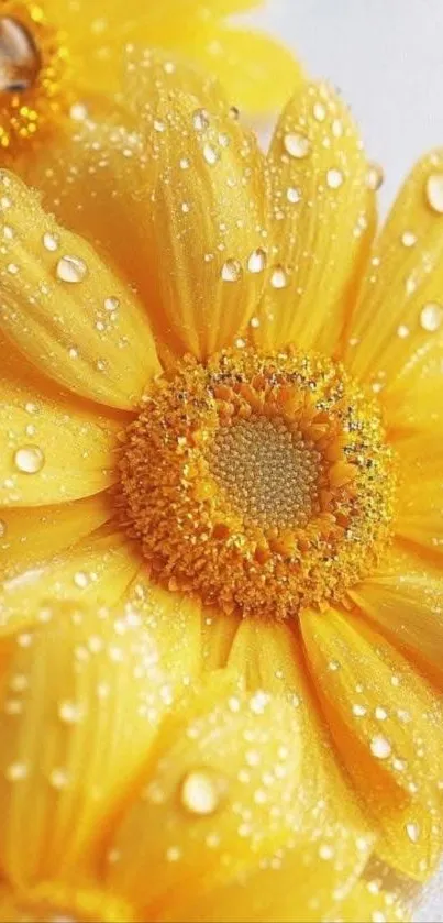 Close-up of dewy yellow daisy petals.