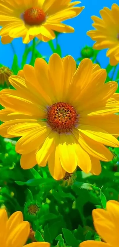 A vibrant field of yellow daisies against a blue sky.