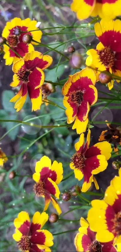 Vibrant mobile wallpaper of yellow and red daisies in full bloom.